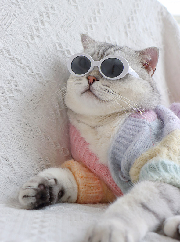 ZezeLife Dyed Rainbow Sweater Cat Clothes, view 3