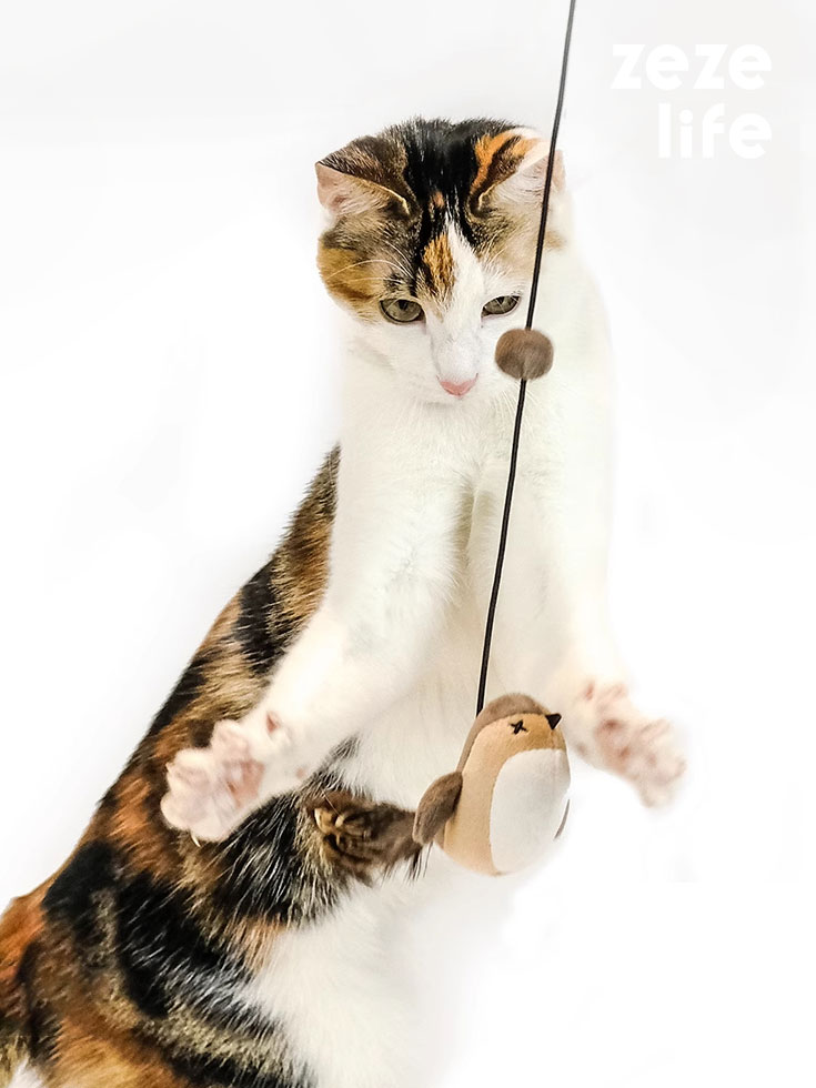ZezeLife Elastic Cord Flying Bird Cat Toy
