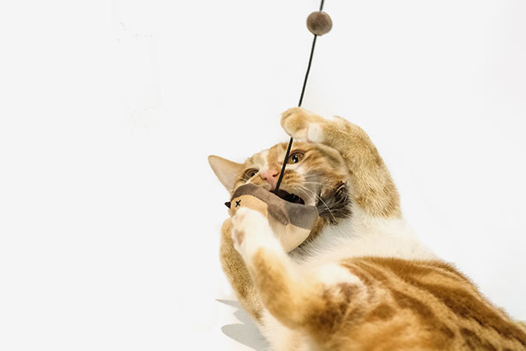 ZezeLife Elastic Cord Flying Bird Cat Toy, view 5