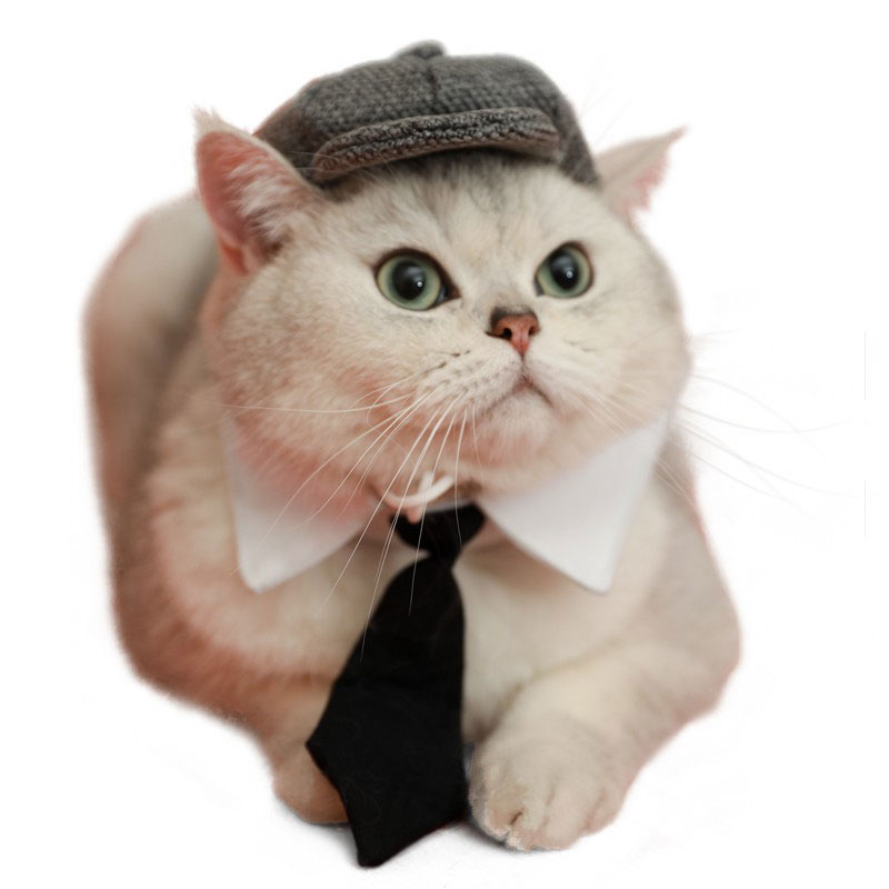 ZezeLife Gentleman Hat Cat Beret, view 5