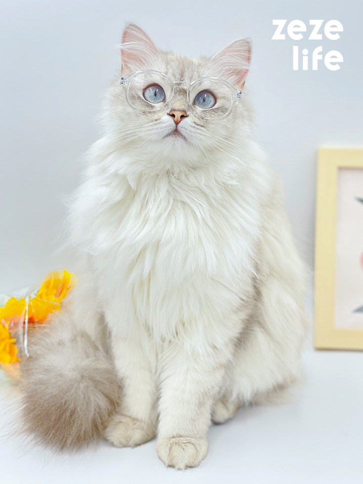 ZezeLife Lensless Cat Glasses