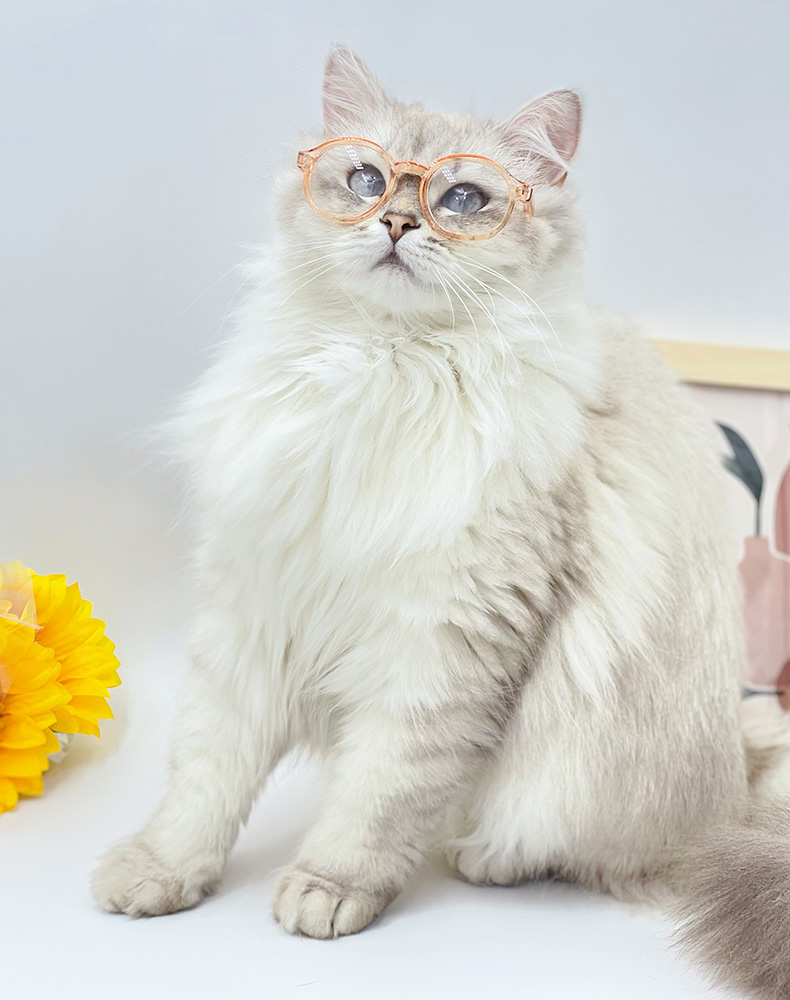 ZezeLife Lensless Cat Glasses, view 3