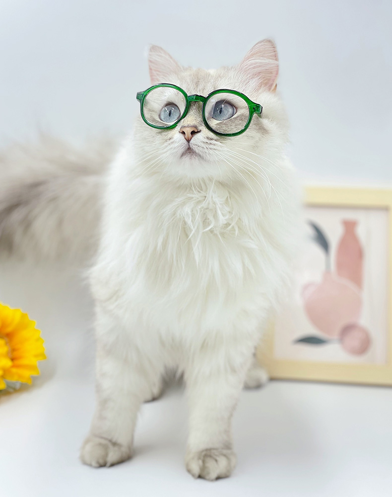 ZezeLife Lensless Cat Glasses, view 4