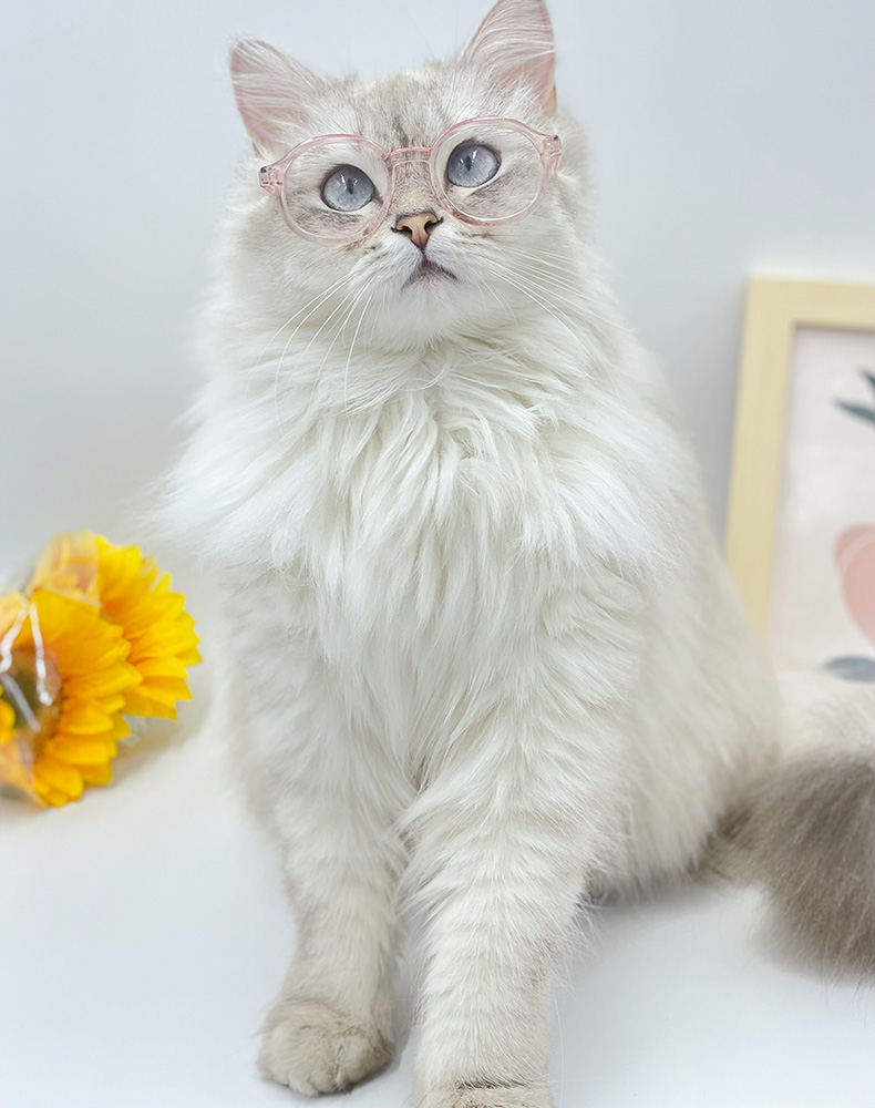 ZezeLife Lensless Cat Glasses, view 5