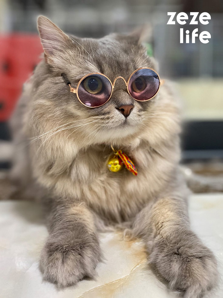 ZezeLife Multicolor Cat Sunglasses