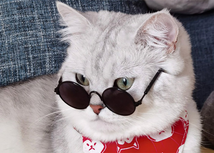 ZezeLife Multicolor Cat Sunglasses, view 3