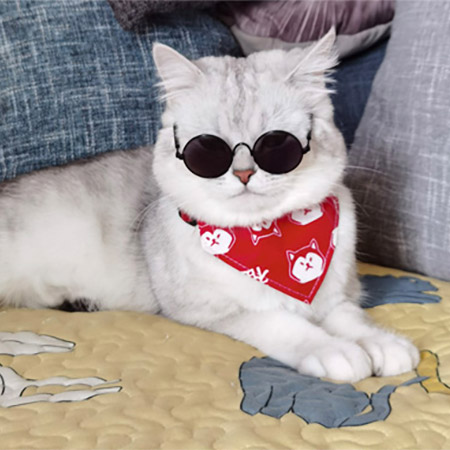 ZezeLife Multicolor Cat Sunglasses, view 4