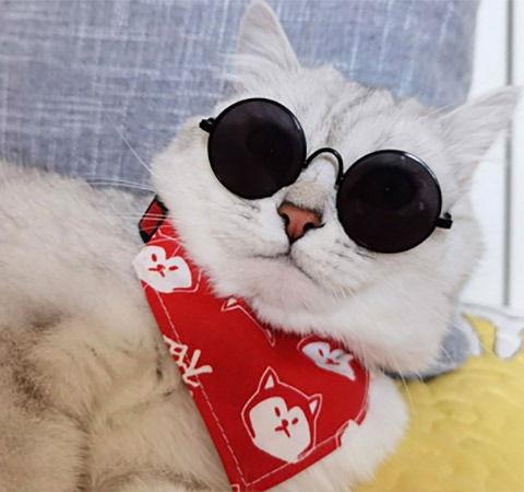 ZezeLife Multicolor Cat Sunglasses, view 5
