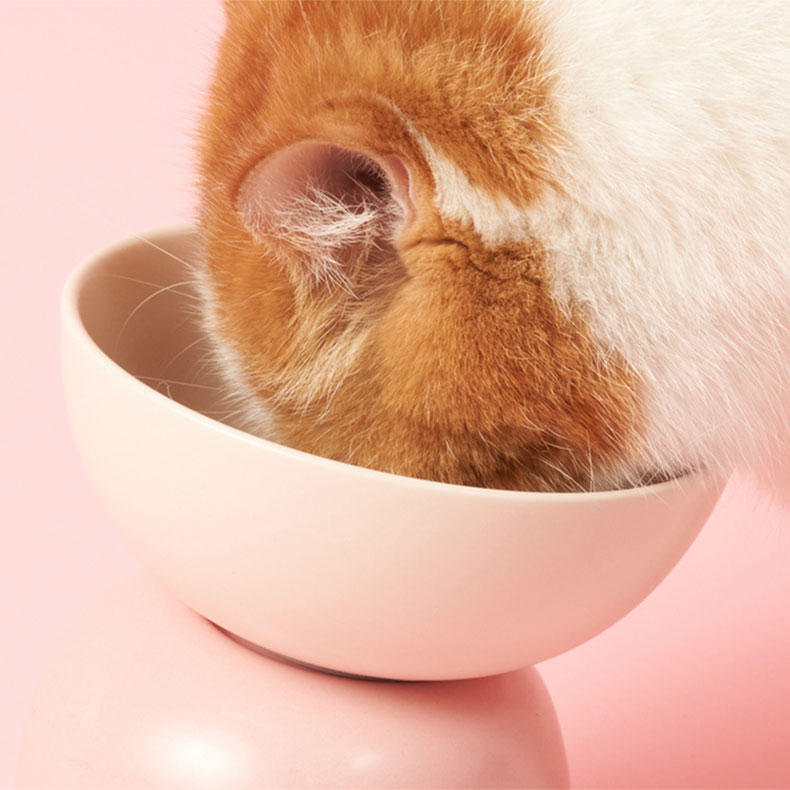 ZezeLife Multicolor Ceramics Elevated Cat Bowl, view 4