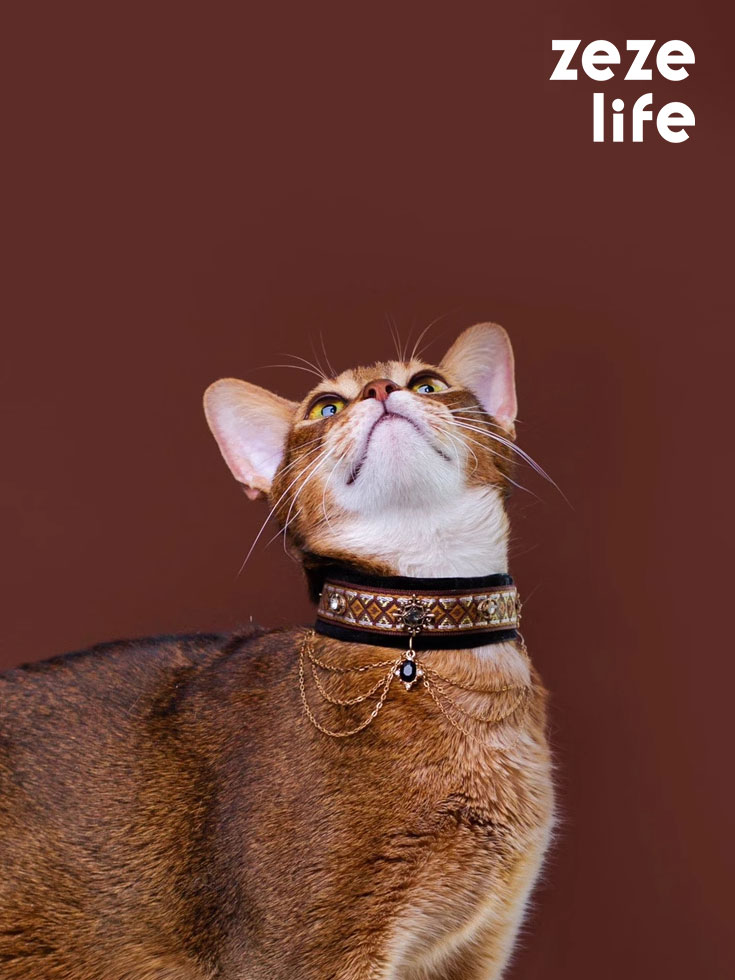 ZezeLife Noble Velvet Black Cat Collar
