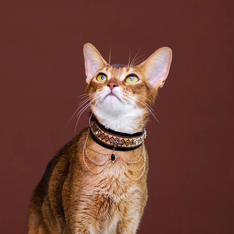 ZezeLife Noble Velvet Black Cat Collar, view 3
