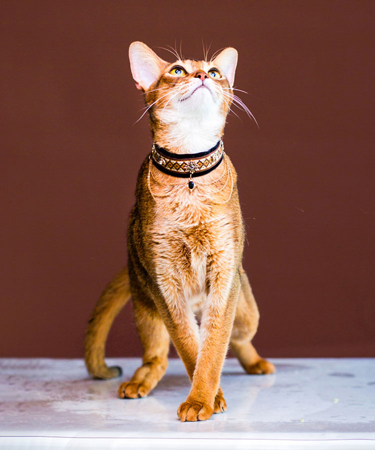ZezeLife Noble Velvet Black Cat Collar, view 4