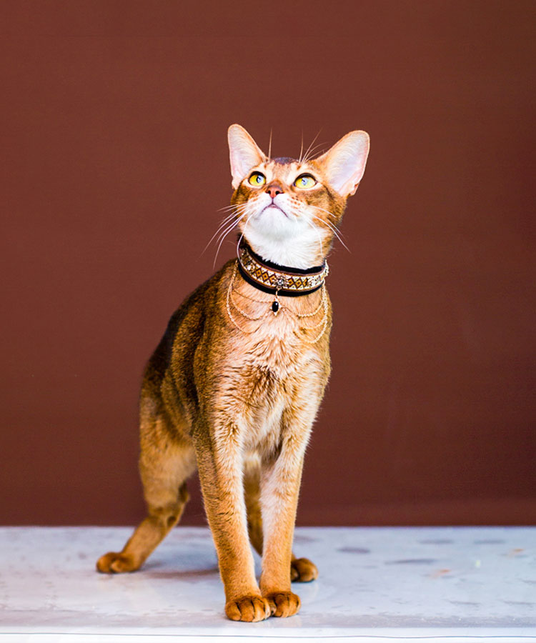 ZezeLife Noble Velvet Black Cat Collar, view 5