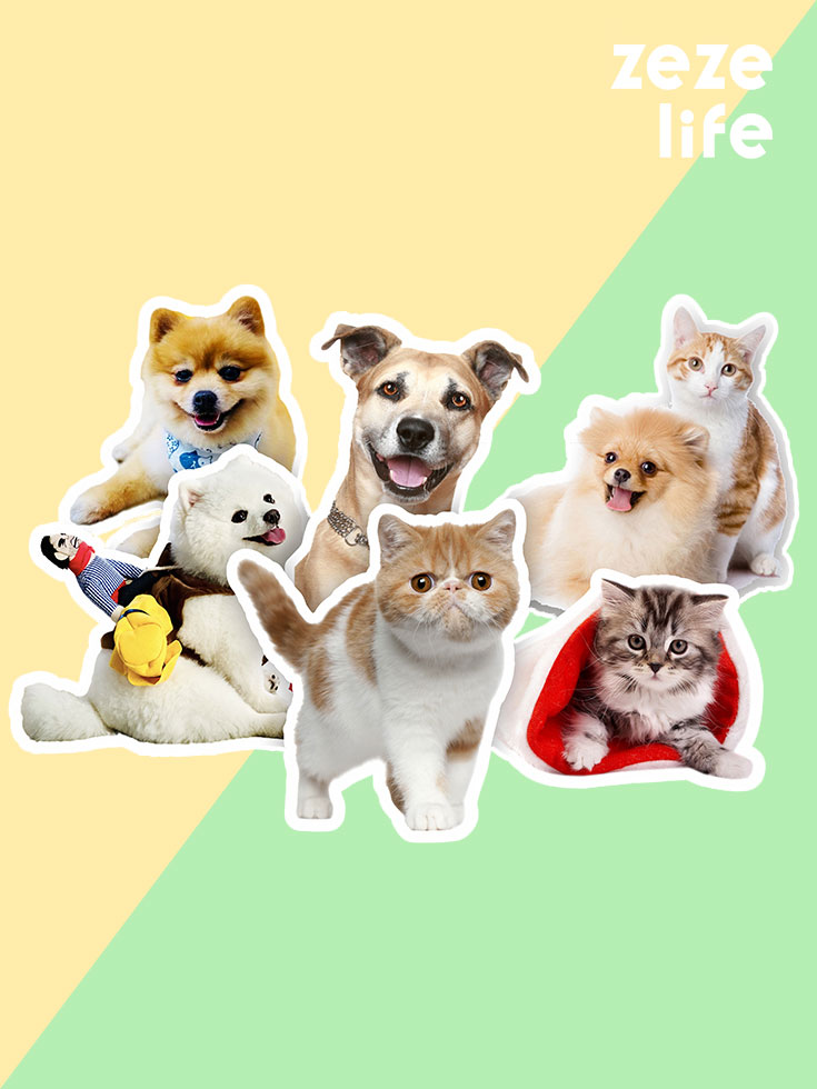 ZezeLife Pet Custom Portrait Sticker Bundle