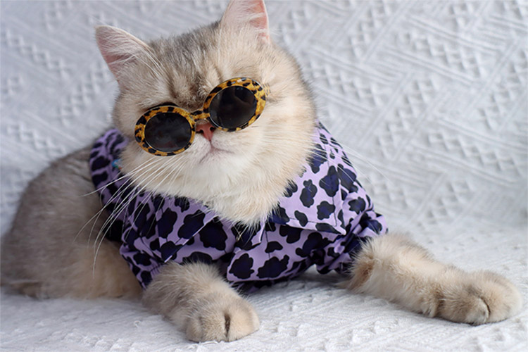 ZezeLife Purple Leopard Print Cat Clothes, view 6