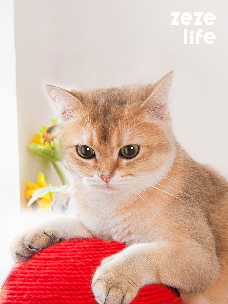 ZezeLife Red Mushroom Cat Scratcher, view 2