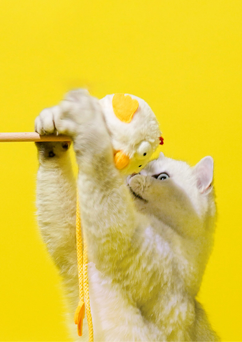 ZezeLife Chick Cluck Cat Teaser, view 4