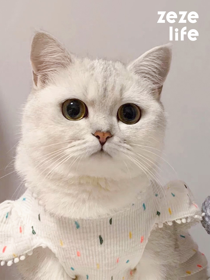 ZezeLife White Dress Cat Clothes, view 2